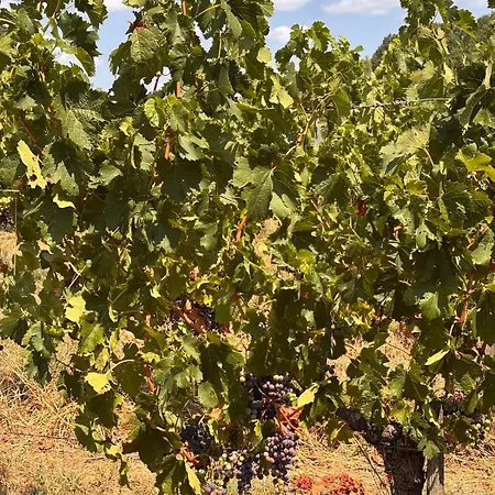 Le Refuge Des Vignes 公寓 Sainte-Colombe (Gironde)